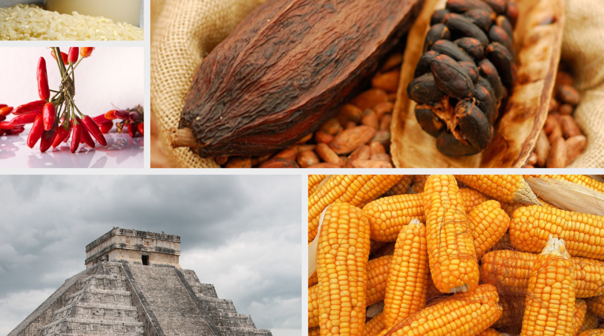 alimentation des mayas